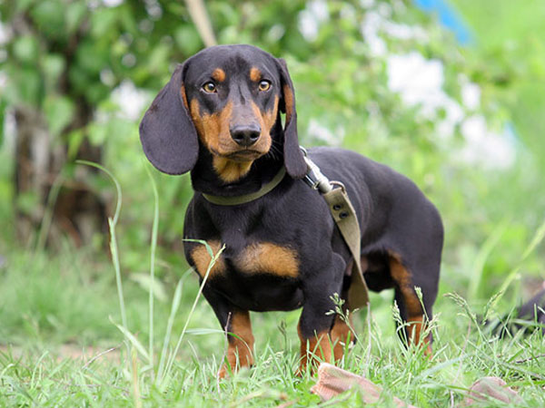 Dachshund